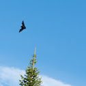 Little Brown Bat?