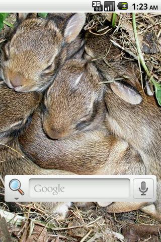 토끼들은 배경 화면을 라이브