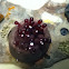 Sea anemone