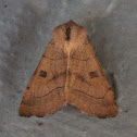 Bent-line Dart Moth
