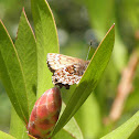 Western Pine Elfin