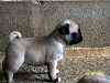 Hermosos Pug Cachorros