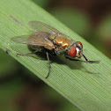 Unknown Fly