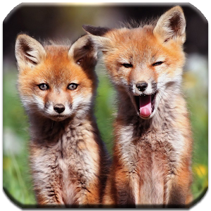 Foxes - HD Wallpapers.apk 1.0.5