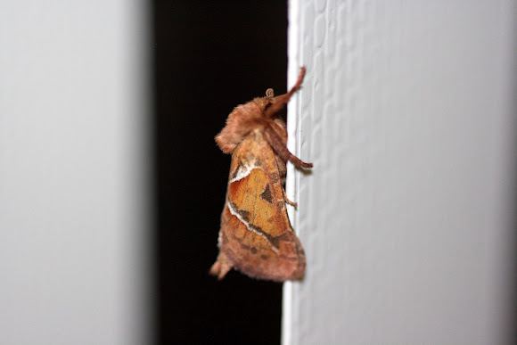 Spotting Image 1