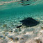 Southern stingray
