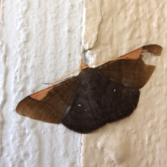 Spotting Image 1