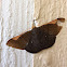 Andes Looper Moth