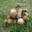 mushroom