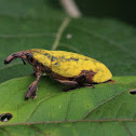 weevil