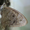 Northern Pearly-eye