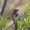 Savannah Sparrow