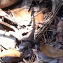 Eastern Fence Lizard