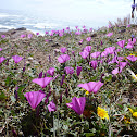 Campanilla