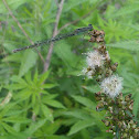 Damselfly