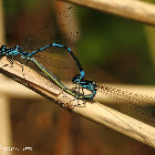 Common Blue damselfly