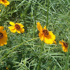 Tickseed / Coreopsis