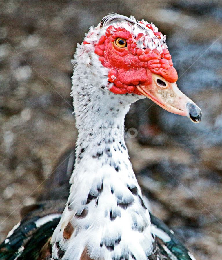 Portrait Of A Male Muscovy Duck Birds Animals Pixoto