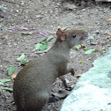 Common agouti