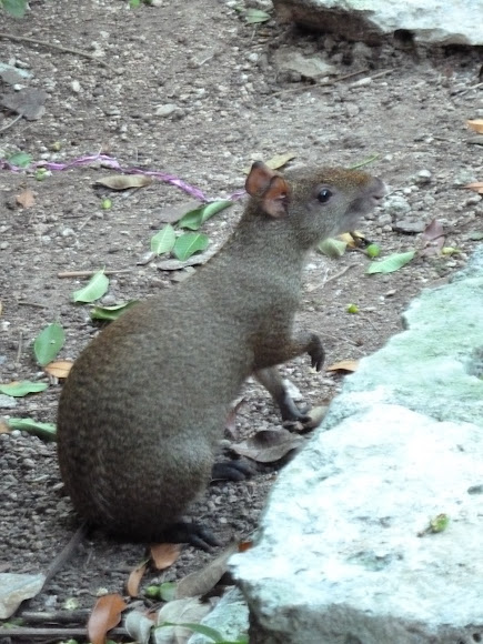 Spotting Image 1