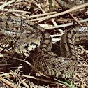 Ladder Snake