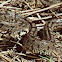 Ladder Snake