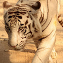 White Tiger
