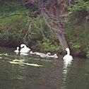 Swan