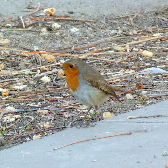 Spotting Image 1