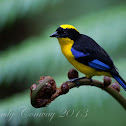 Blue-winged Mountain Tanager