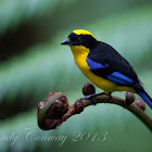Blue-winged Mountain Tanager
