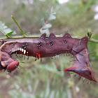 Wattle moth caterpillar