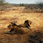 Asiatic lion