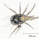 Unknown Arachnid