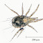 Unknown Arachnid
