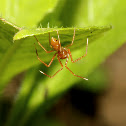 Ant-mimic crab spider
