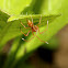 Ant-mimic crab spider