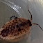 Pill bug