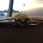 Imperial moth