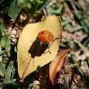 Hibiscus Harlequin Bug