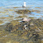 American Herring Gull (Juvenile-Gray, White-Mature)