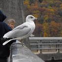 Ring-billed Gull
