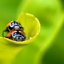 Variable Ladybird