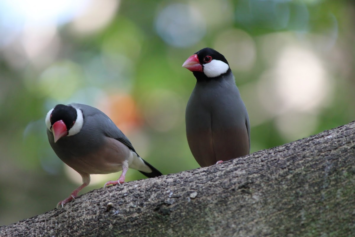 Java Finch Project Noah