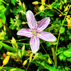 Spring Beauty