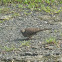 Zebra Dove