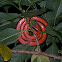 Salmon-Bellied Racer