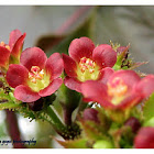 Bellyache Bush