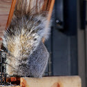 Eastern Grey Squirrel