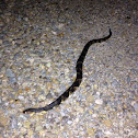 Broad banded water snake